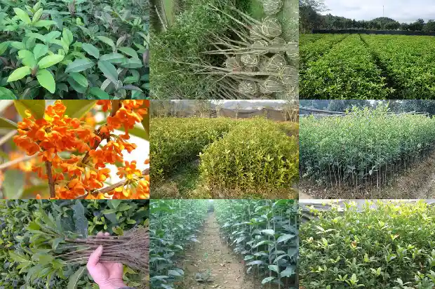 八月桂花树苗价格多少钱一棵1689899493443