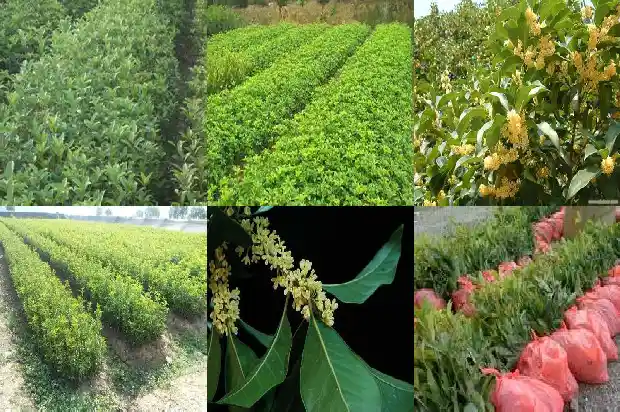 桂花什么时候移栽成活率最好?1690331952780