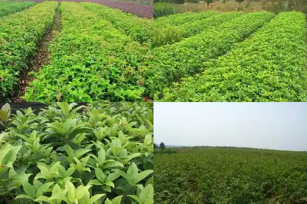 桂花枝的功效1689576790935
