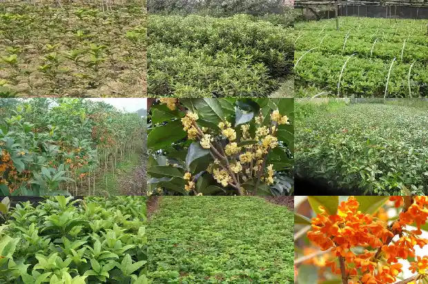 桂花树分公母树吗1681442472911