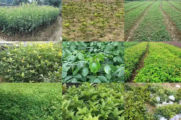 桂花树分公母树吗1681442472959