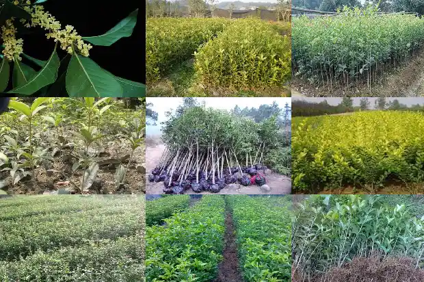 桂花树分公母树吗1681442473006
