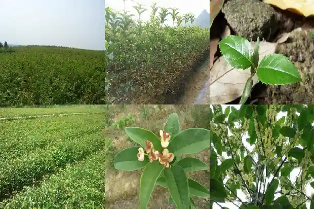 大桂花树怎样修剪树枝1681442504462