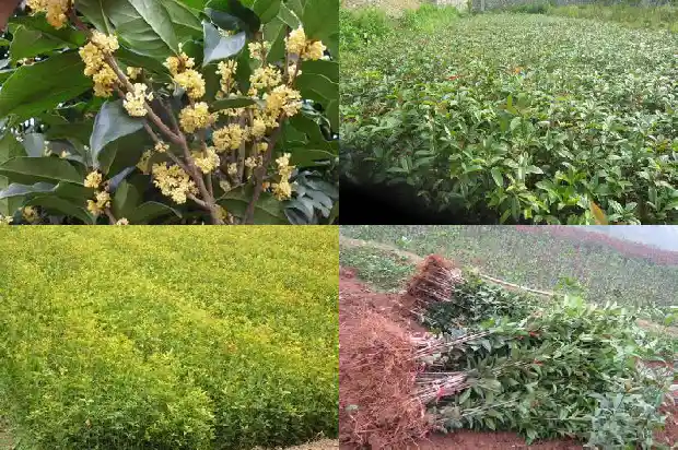 大桂花树怎样修剪树枝1681442504509