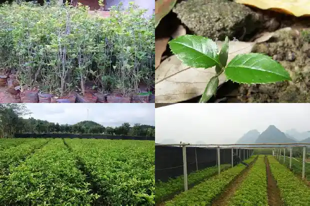 大桂花树怎样修剪树枝1681442504557
