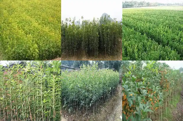 大桂花树用什么肥料最好1681442532821