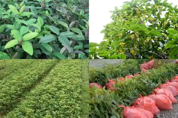 大桂花树用什么肥料最好1681442532869