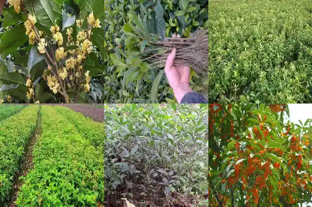 桂花树用什么土质栽种最好活1681442563262