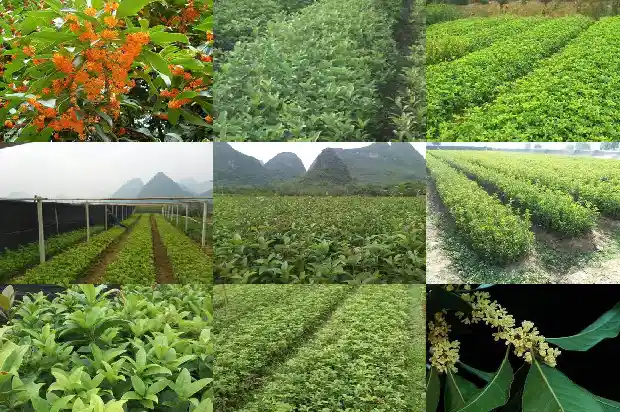 桂花树用什么土质栽种最好活1681442563310