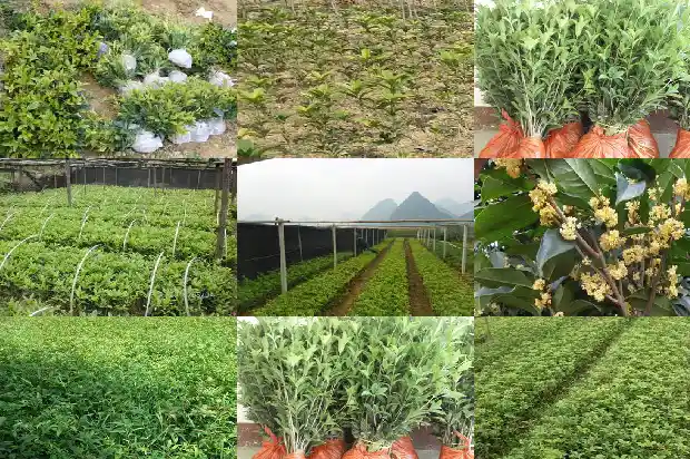 桂花树 用什么样的土种植比较好1681442597435