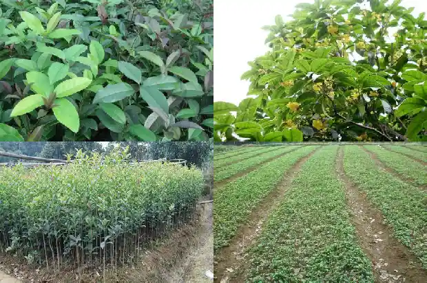 栽种桂花树用什么土质栽种最好活1681442624741