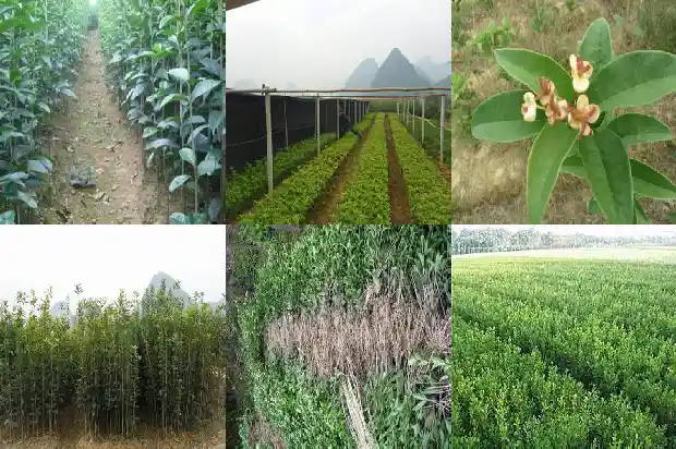 喝桂花乌龙茶有什么好处和坏处1689576039951