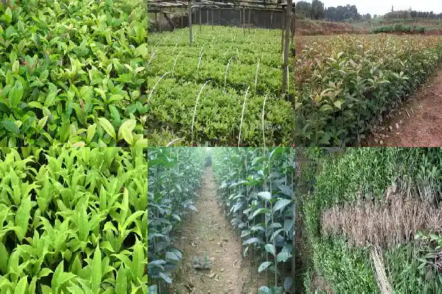 桂花树龄几年开花1690763530693