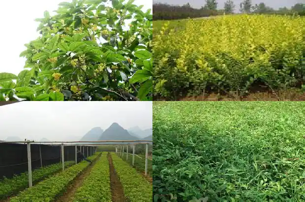 盆栽桂花树施肥时间和方法1681442692920