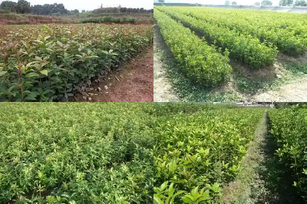 盆栽桂花树施肥时间和方法1681442692968