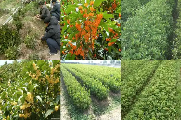桂花树价格20公分多少钱一盆呢1690073002434