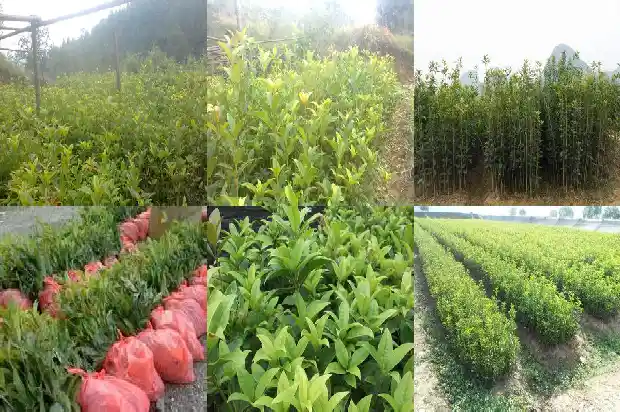 桂花树什么时候施肥合适1681442724180