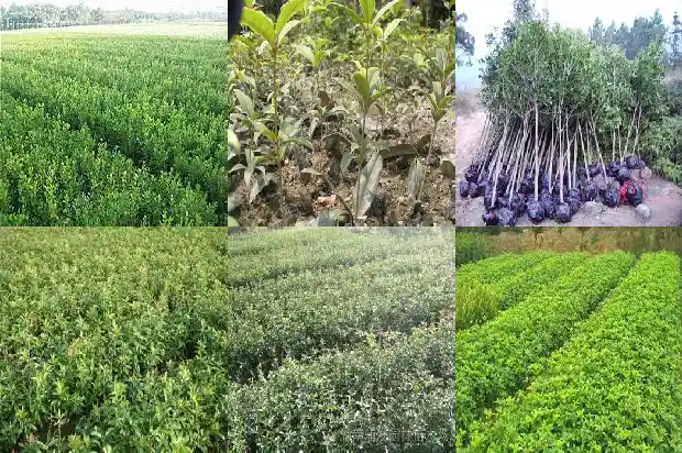 八月桂花的种植方法和技术要点1688432169932