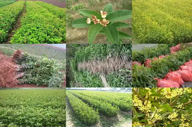 桂花树什么时候施肥合适1681442724274