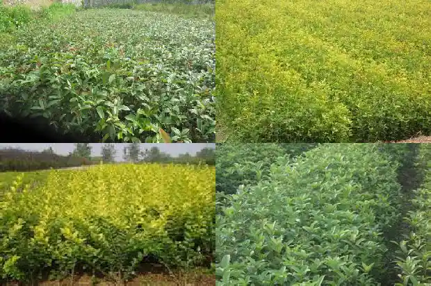 桂花树什么时候施肥合适1681442724322