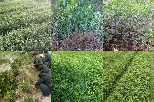 桂花树什么时候施尿素最好1681442760187