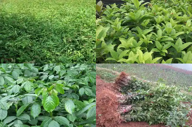 桂花树什么时候施尿素最好1681442760330
