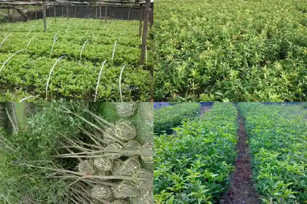 桂花树什么时候下肥料最好1681442791045