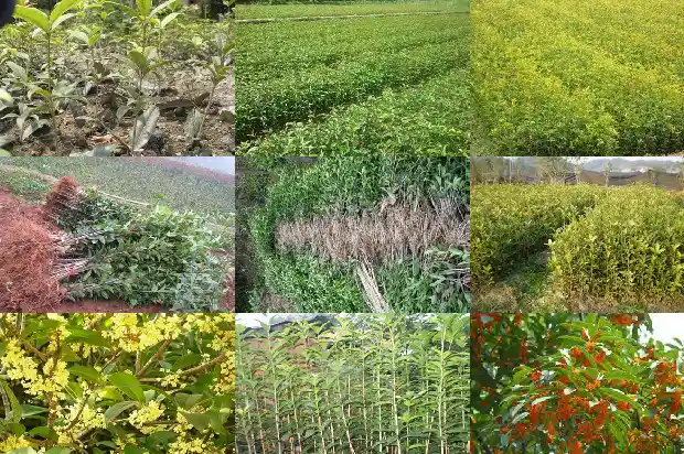 80年的桂花树值多少钱一棵1690158724513