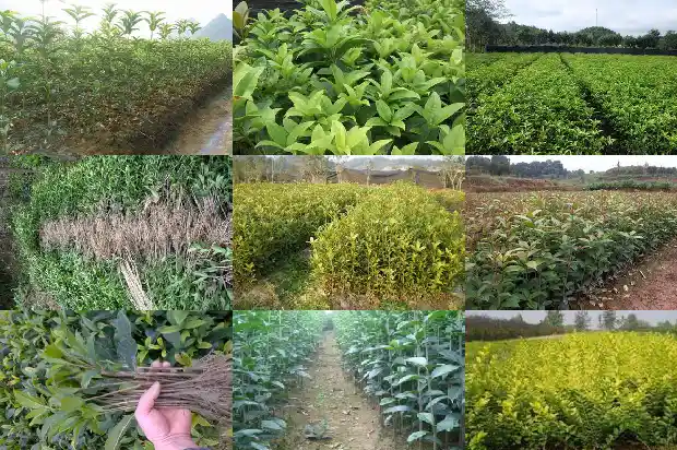 地面种的桂花树为什么不发新叶1681442855722