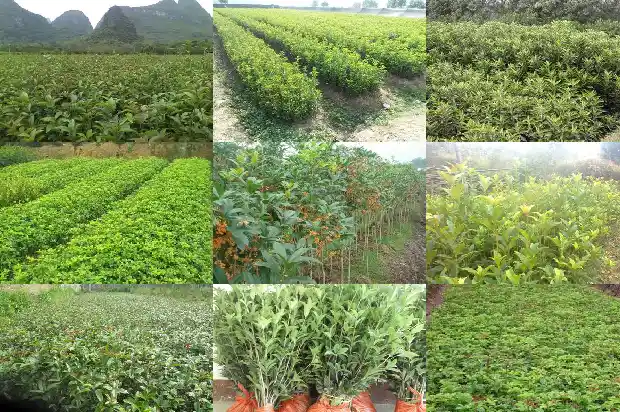 桂花树叶子尖发黄干枯是什么原因造成的呢1681442886365