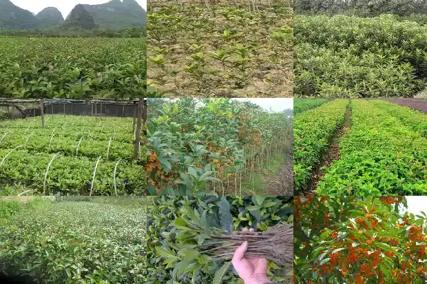 春季桂花树叶尖变黄什么原因呢1681442915120
