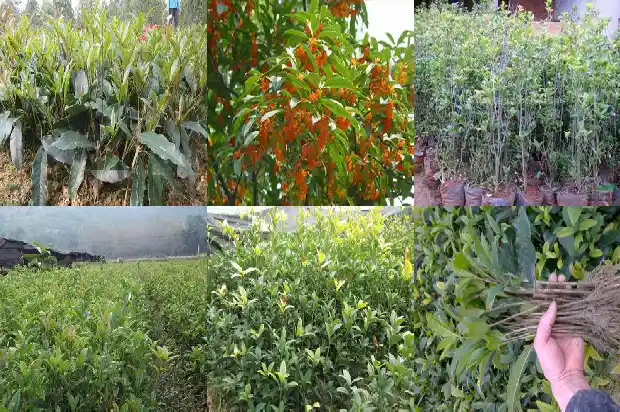 桂花树怎么看1688350901700