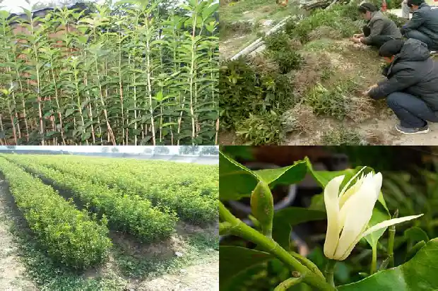 桂花树叶边枯黄怎么回事啊1681442976114