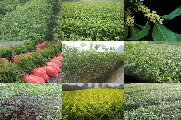 桂花叶尖发黄怎么回事1681443035745