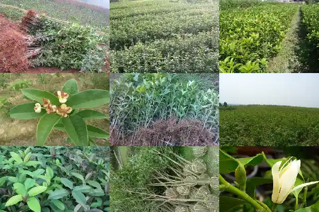 什么品种的桂花树比较好养1690331694224