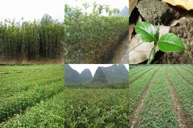 桂花树几月份修剪最好1681443212770