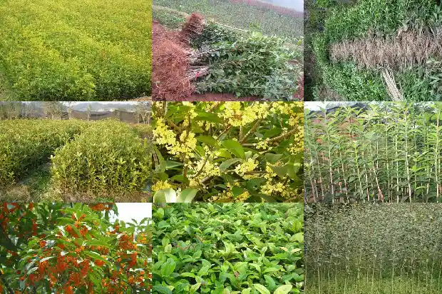桂花树几月份栽种1681443285694