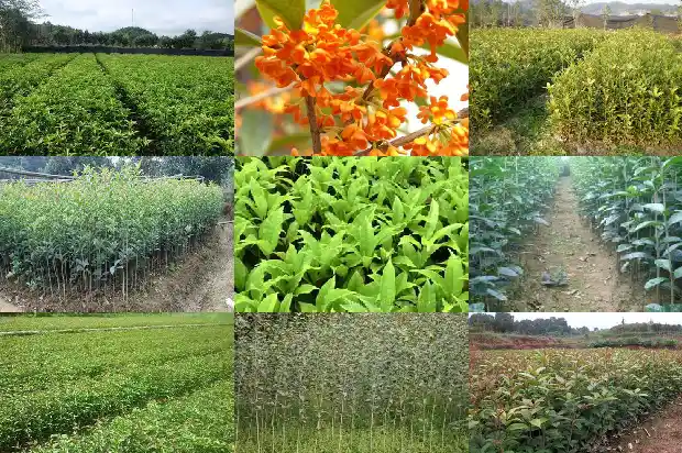 桂花树几月份栽种1681443285742