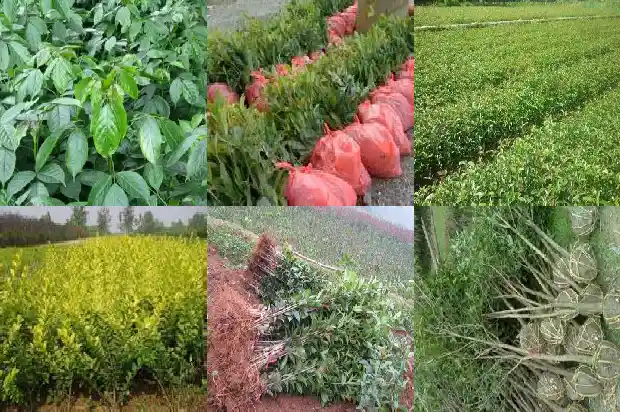 一年只开一次的桂花叫什么名字呢1688793281534
