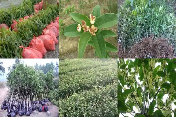 桂花树叶子尖发黄怎么办1681443352005