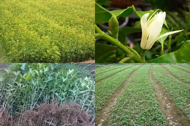 桂花树的老叶子要剪掉吗1681443380906