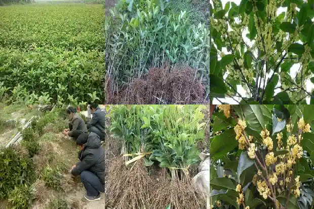 桂花树叶像什么形状1681443415689