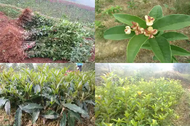桂花树叶像什么形状1681443415737