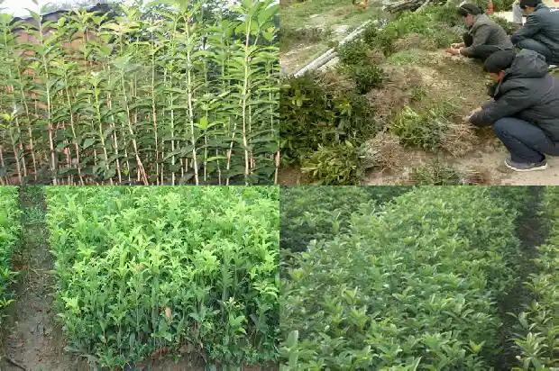 桂花树叶像什么形状1681443415785