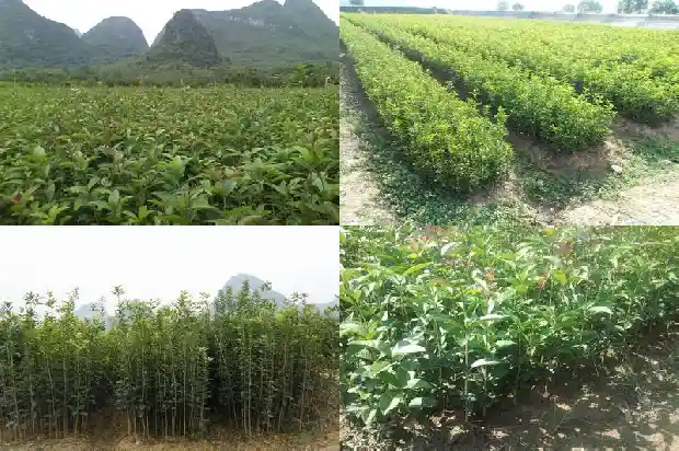 桂花树的树叶的形状1681443452529