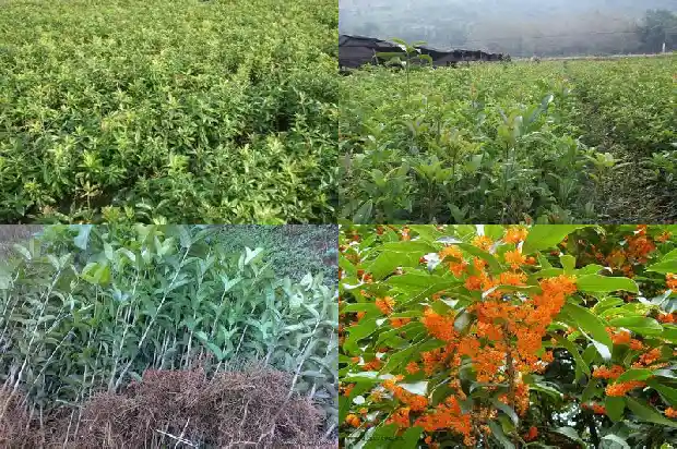 桂花最好的品种有哪些1690590834889