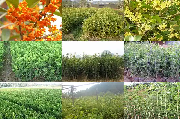 桂花树叶片边缘像什么1681443480666
