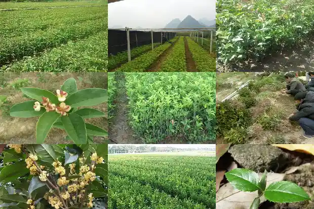 桂花树叶片边缘像什么1681443480714