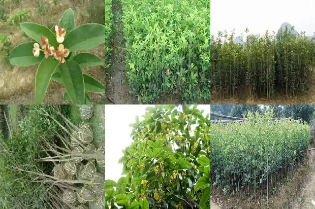 桂花的树叶像什么形状1681443509642