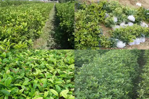 桂花树要怎么样修剪1681443539770